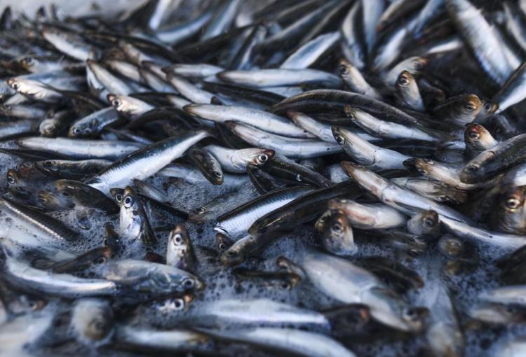 Anchovy
