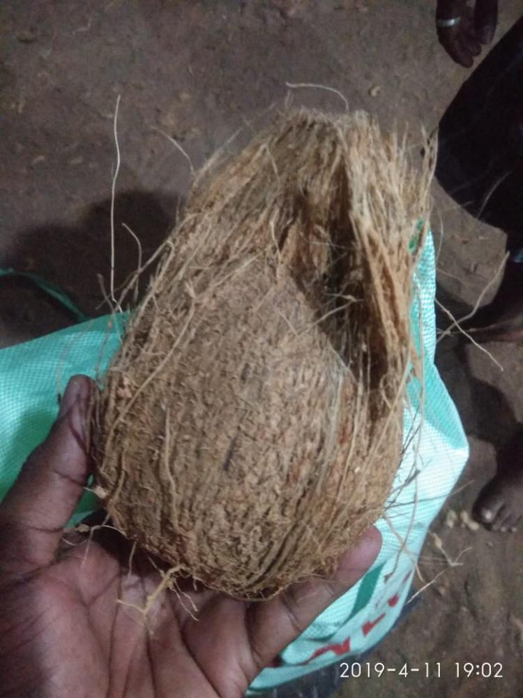 Coconut Shells