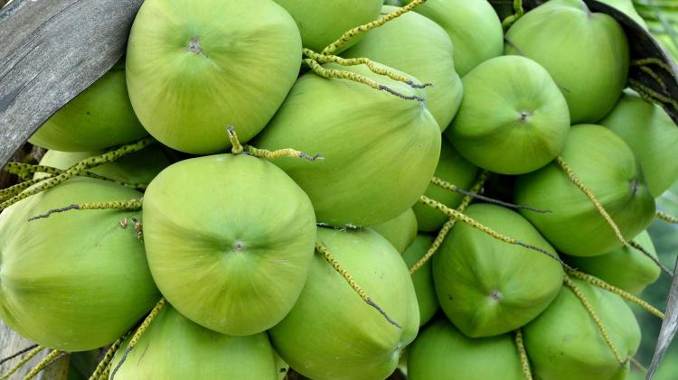 Husked Fresh Coconuts