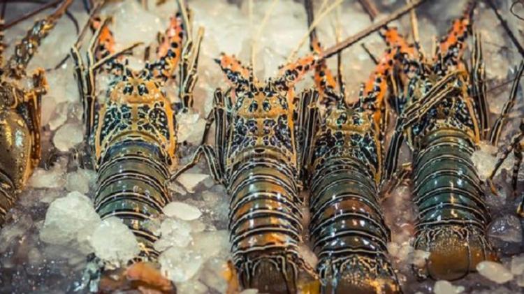 Lobster