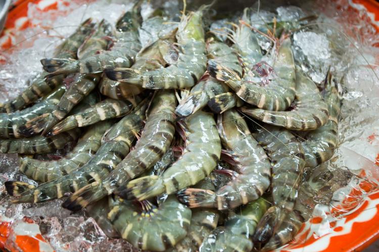 Shrimp