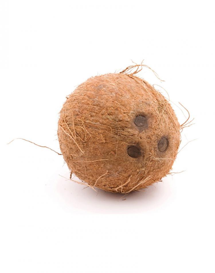 Tufted Coconuts