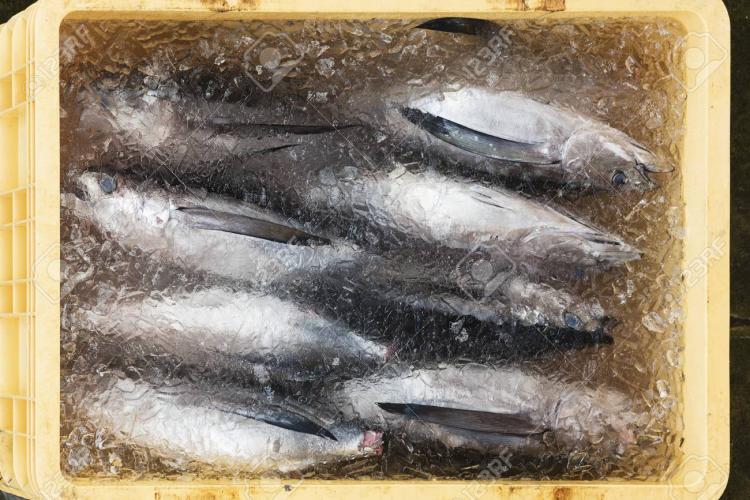 Tuna